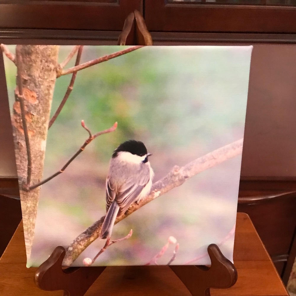 8 x 8 photo canvas of a Chickadee